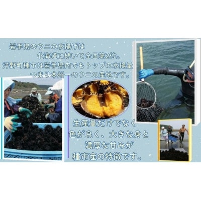 【令和8年発送】先行予約【水揚げしたその日に出荷】生うに 80g×2パック