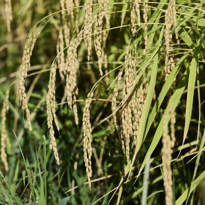 C101源流どぶろく上代(720ml×12本)