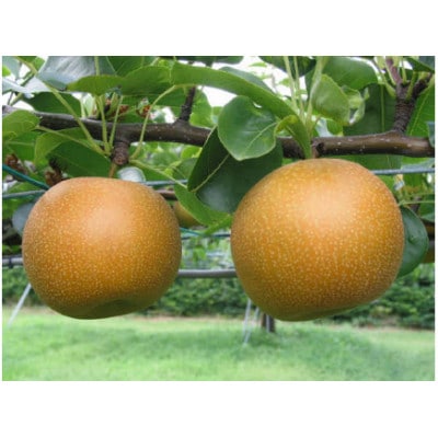 新甘泉(しんかんせん)梨　5kg