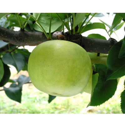 二十世紀梨　5kg