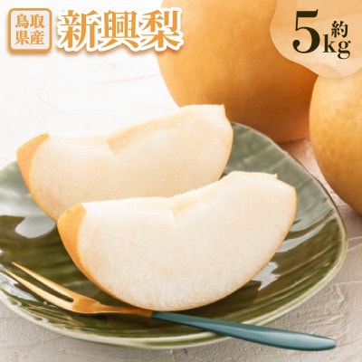 【先行予約】新興梨 約5kg
