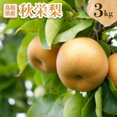 秋栄梨　3kg