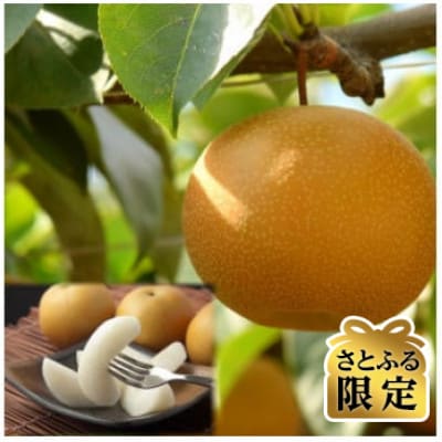 【さとふる限定】訳あり　新甘泉　約5kg