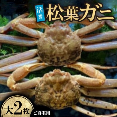 【先行予約】【活き】ご自宅用　松葉ガニ　大　2枚(1枚800～940g前後)※11月中旬から順次発送