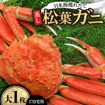 【先行予約】【蒸し】ご自宅用日本海獲れたて松葉ガニ　大　1枚　※11月中旬から順次発送