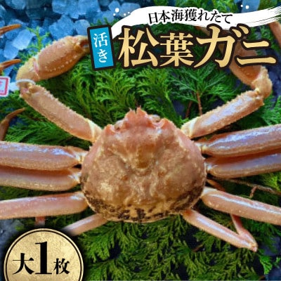【先行予約】【活き】タグ付き松葉ガニ　大1枚(800～940g前後)　※11月中旬から順次発送