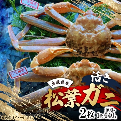 【先行予約】【活き】タグ付き松葉ガニ　中2枚(500～640g前後/枚)　※11月中旬から順次発送