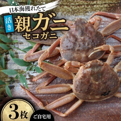 【先行予約】【活き】日本海産獲れたて親ガニ(セコガニ)3枚　※11月中旬から順次発送