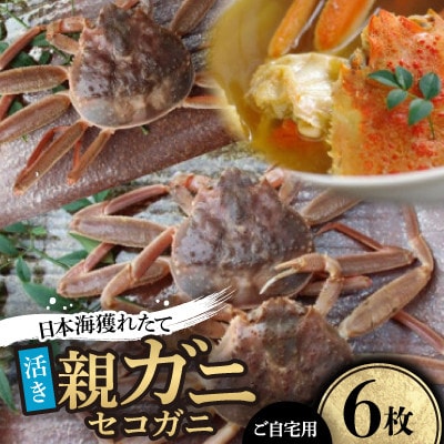 【先行予約】【活き】日本海産獲れたて親ガニ(セコガニ)6枚　※11月中旬から順次発送