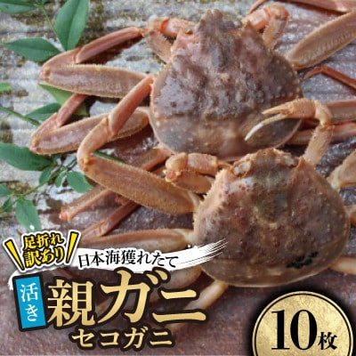 【先行予約】【活き】訳あり足折れ日本海産親ガニ(セコガニ)　10枚　※11月中旬から順次発送