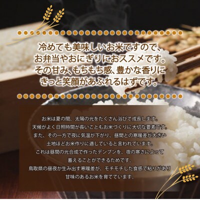 【特Aランク】令和7年産　大上農園きぬむすめ無洗米5kg