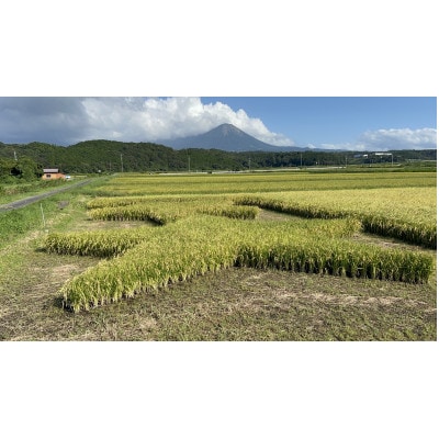 鳥取県産 星空舞　8kg