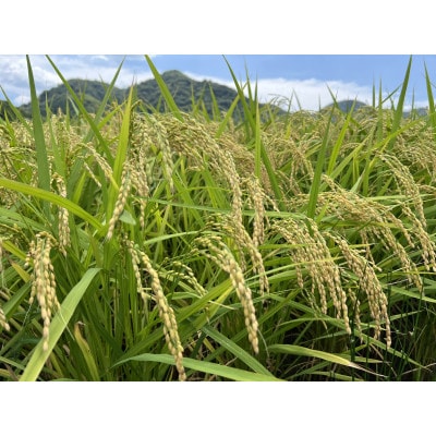 鳥取県産 星空舞　8kg