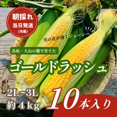 【朝採れ当日発送】大山スイートコーン10本|2L～3Lサイズ(約4kg)|ゴールドラッシュ