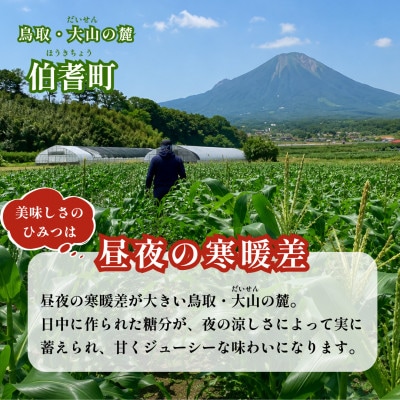 【朝採れ当日発送】大山スイートコーン10本|2L～3Lサイズ(約4kg)|ゴールドラッシュ