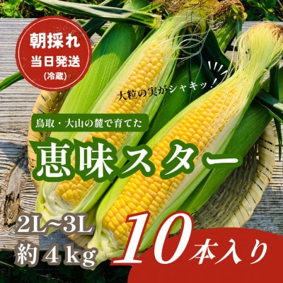 【朝採れ当日発送】大山スイートコーン10本|2L～3Lサイズ(約4kg)|恵味スター