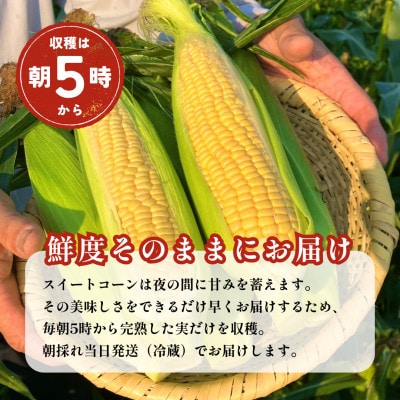 【朝採れ当日発送】大山スイートコーン10本|2L～3Lサイズ(約4kg)|恵味スター