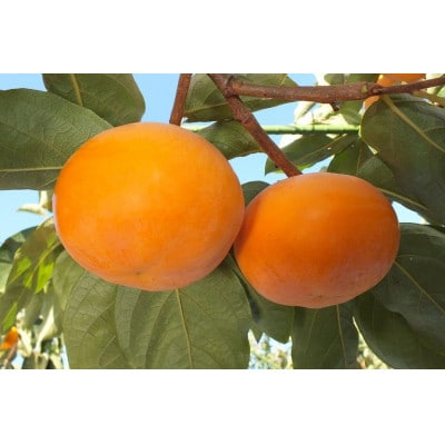 【受付期間9月30日まで】鳥取県産柿　輝太郎(きたろう)柿　3kg