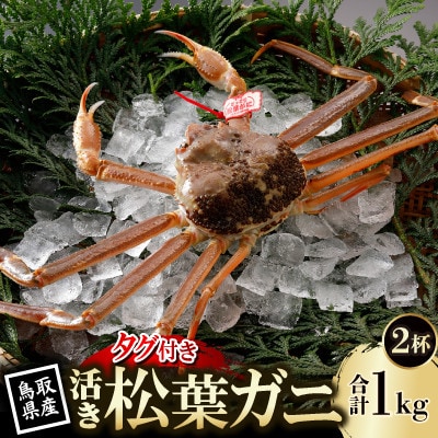 【先行予約】鳥取県産 タグ付き 活 松葉がに 500g×2杯(中村商店)2026年11月発送