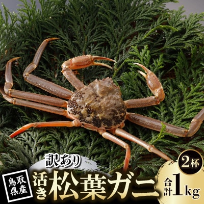 【先行予約】鳥取県産 訳あり 活 松葉がに 500g×2杯(中村商店)2026年11月発送