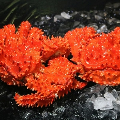 【年内配送可○】浜ゆで花咲がに活時700～900g前後×3尾 C-60002