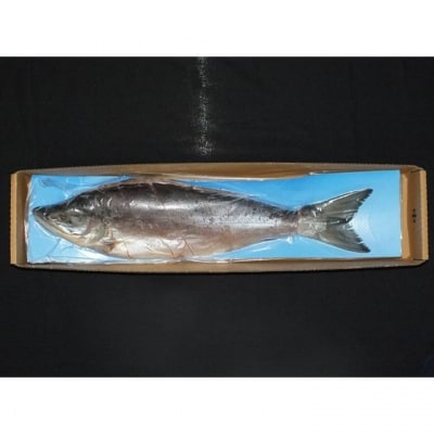 【年内配送可○】紅鮭新巻鮭1.2kg A-42007