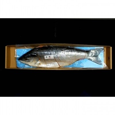 【年内配送可○】紅鮭新巻鮭1.9kg B-42009