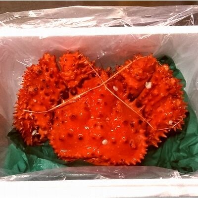 【年内配送可○】花咲がに1kg前後×1尾(チルド便) C-57022