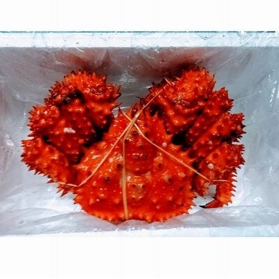 【年内配送可○】花咲ガニ1.8～2.0kg前後×1尾 D-57014