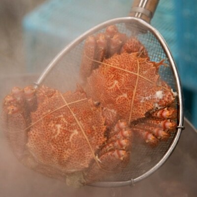 【年内配送可○】ボイル毛蟹300g～395g×2尾 C-89005