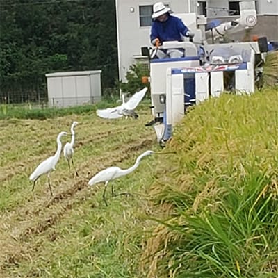 令和3年産かじわら米(白米)10kg(5kg×2)