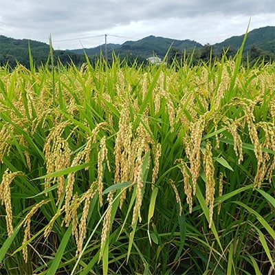 令和3年産かじわら米(白米)10kg(5kg×2)