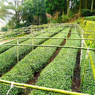 八女茶6袋(600g)セット