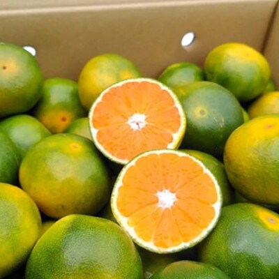 福岡産ブランドみかん　早味かん約4kg箱(那珂川市)