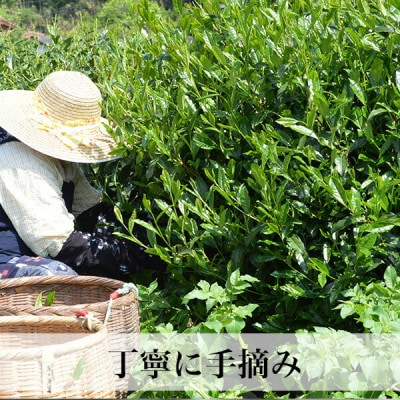 【箱入りギフト】星野村の八女茶 飲みくらべ3本セット(那珂川市)