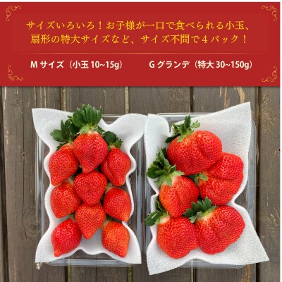 うるう農園のあまおう サイズ色々 4パック(1140g)(那珂川市)