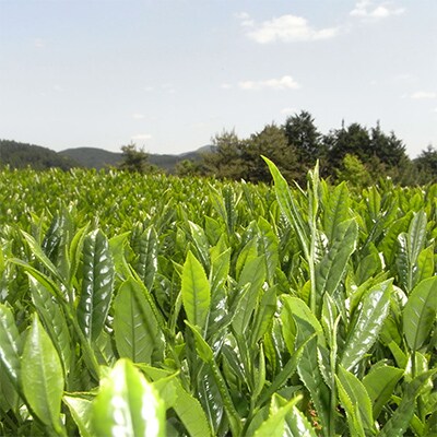 【毎月定期便】八女茶　奥八女星野村 深蒸し高級煎茶(深蒸し茶)100g×1袋(那珂川市)全6回