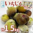 福岡県産「博多とよみつひめ」冷凍いちじく!合計1.5kg(那珂川市)