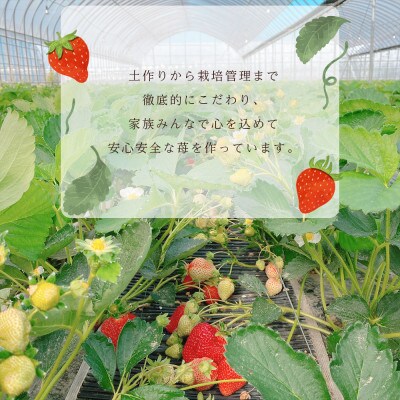 【先行受付】特選あまおう　800g(那珂川市)