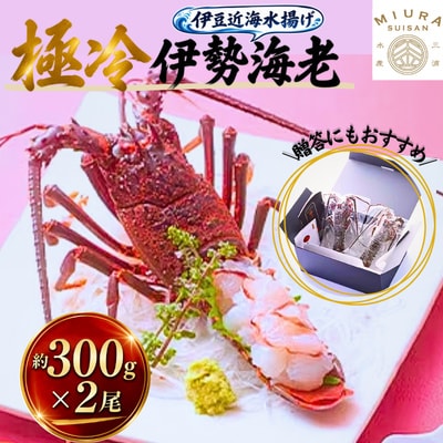 極冷伊勢海老約300g×2尾