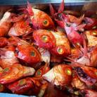 数量限定!　伊豆下田港水揚げ!　金目鯛カマ付き兜 12kg!