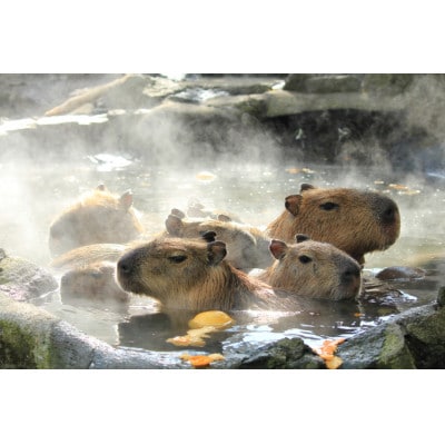 旅する伊豆高原応援パス 2,000円チケット 3枚セット