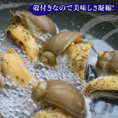 三陸産 ボイルつぶ貝 1kg [56500346_2]