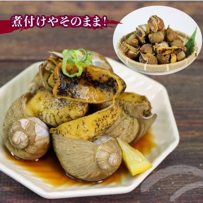 大船渡産 ボイルつぶ貝 1kg×2 計2kg [kouyou027]