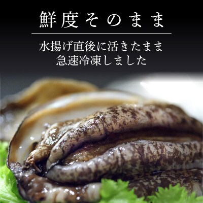 蝦夷あわび 1kg 冷凍 [56500427_1]