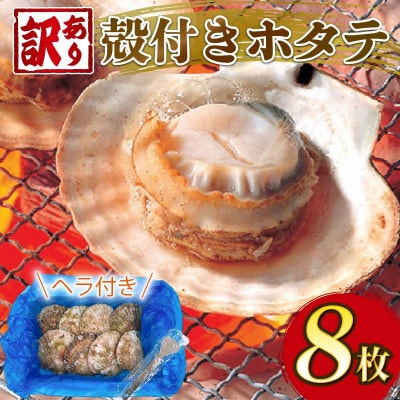 訳あり 三陸産 殻付きホタテ 8枚 [kama050]