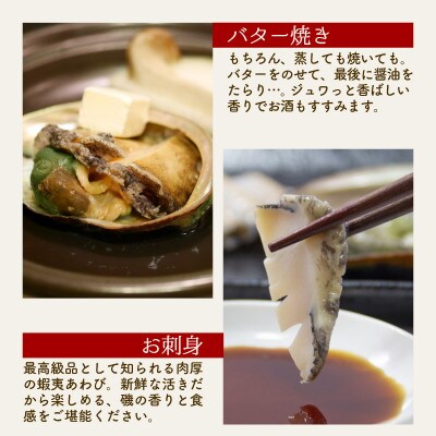 活あわび 大サイズ 5個 約650g 冷蔵 [56500446_2]