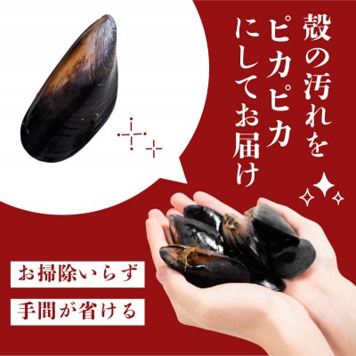 国産 活ムール貝 1kg 冷蔵 [koku015]