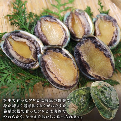 【2026年11月下旬発送】奇跡の再始動 訳あり翡翠あわび30g×6個[hisui011-11g]