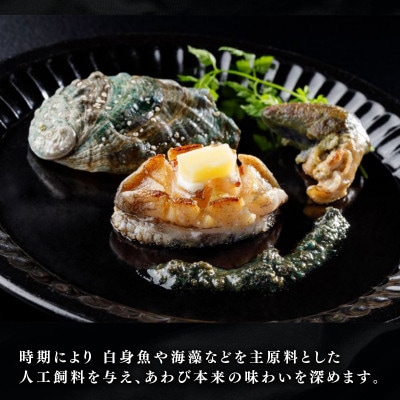 【2026年11月下旬発送】奇跡の再始動 訳あり翡翠あわび30g×6個[hisui011-11g]
